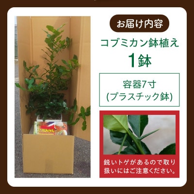 コブミカン鉢植え・T109