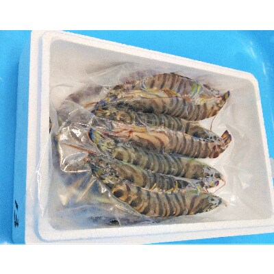 訳アリ 三河一色産天然車海老 大サイズ無選別冷凍500g M033 お礼品詳細 ふるさと納税なら さとふる