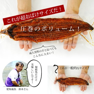 【入金確認後7~10日で発送】三河産うなぎ「おばけサイズ蒲焼2尾」冷凍 500g以上・A116-18