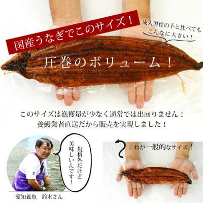 規格外:三河産鰻蒲焼き冷凍×1尾(300g以上)A135-14