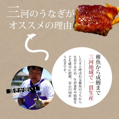 【お中元ギフト】「愛知養魚」の三河産鰻「蒲焼冷凍2尾」計240g～250g・A092-15-G1
