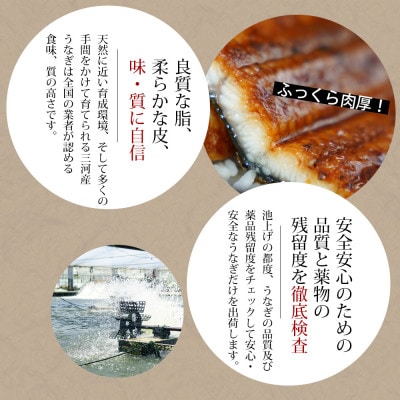 【お中元ギフト】「愛知養魚」の三河産鰻「蒲焼冷凍2尾」計240g～250g・A092-15-G1