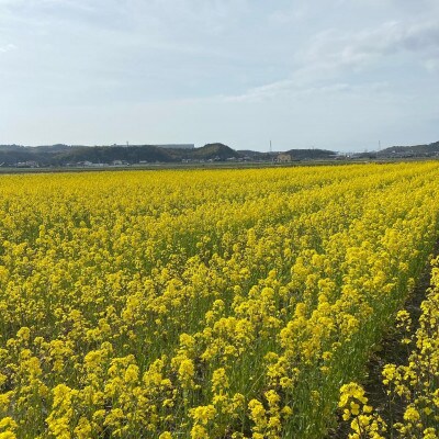 小笠原農園のお米の食べ比べ4 種セット・O050