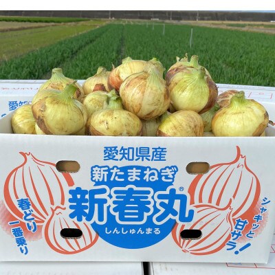 【12月下旬より順次発送】新玉ねぎ　新春丸　L～2Lサイズ10kg　35～55玉程度・N050-18