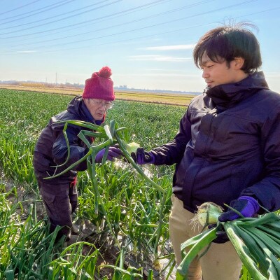 【12月下旬より順次発送】新玉ねぎ　新春丸　L～2Lサイズ10kg　35～55玉程度・N050-18