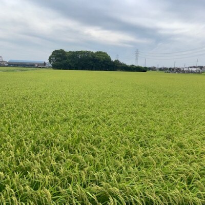 西尾市一色町のお米≪朝凪(コシヒカリ)≫　9kg・M074-19