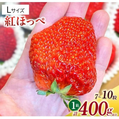 Lサイズいちご(紅ほっぺ)　400g以上(7～10粒)×1箱・O036-13