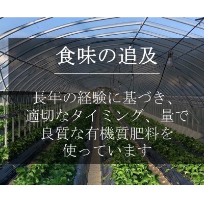 いちご(紅ほっぺ)・Lサイズ　400g以上(7～10粒、1粒40g以上) ×2箱・O041　