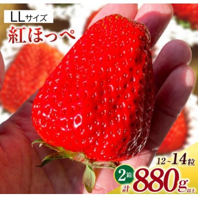 LLサイズいちご(紅ほっぺ)　440g以上(6～7粒)×2箱・O043-32