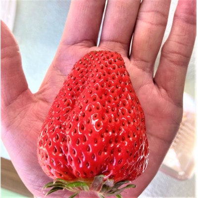 LLサイズいちご(紅ほっぺ)　440g以上(6～7粒)×2箱・O043-32