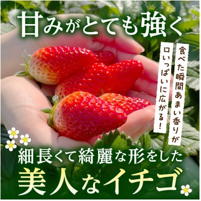 【2026年発送先行予約】章姫(あきひめ)イチゴ15粒×1ケース 【生産地】愛知県西尾市産・D033