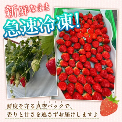 至福の凍果　章姫(あきひめ)500g×3袋・D037 【生産地】愛知県西尾市産