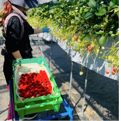 至福の凍果　章姫(あきひめ)500g×3袋・D037 【生産地】愛知県西尾市産