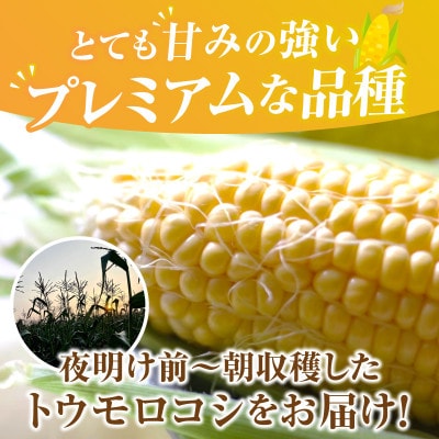朝採れ!プレミアム味来～金色の実り～10本・S065