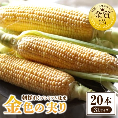 2025年6月中旬～2025年7月下旬発送予定　朝採れ!プレミアム味来～金色の実り～20本・S066