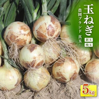 口に広がる優しい甘さの玉ねぎ ～真玉～　5kg(箱の重さ込み)・S097