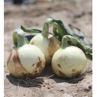 口に広がる優しい甘さの玉ねぎ ～真玉～　5kg(箱の重さ込み)・S097