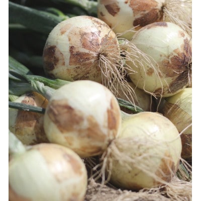 口に広がる優しい甘さの玉ねぎ ～真玉～　5kg(箱の重さ込み)・S097