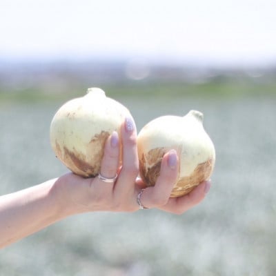 口に広がる優しい甘さの玉ねぎ ～真玉～　10kg(箱の重さ込み)・S098