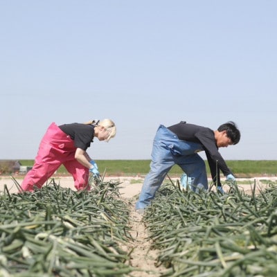 口に広がる優しい甘さの玉ねぎ ～真玉～　10kg(箱の重さ込み)・S098