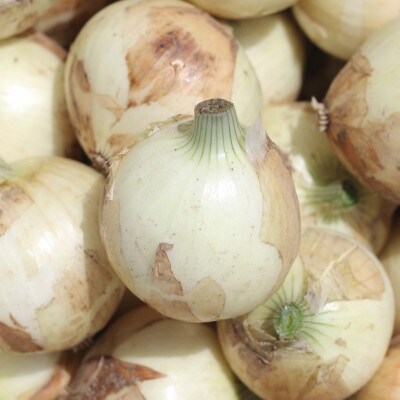 口に広がる優しい甘さの玉ねぎ ～真玉～　10kg(箱の重さ込み)・S098