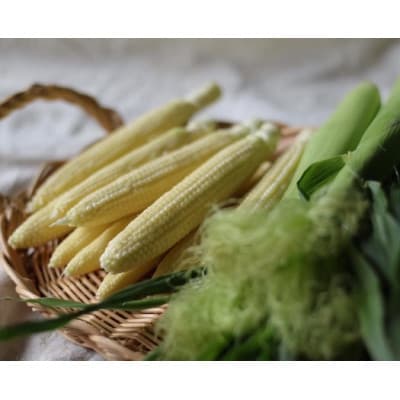 朝採れ!プレミアム味来のヤングコーン25本・S099