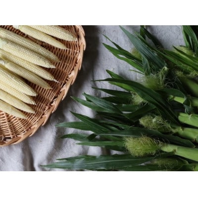 朝採れ!プレミアム味来のヤングコーン25本・S099