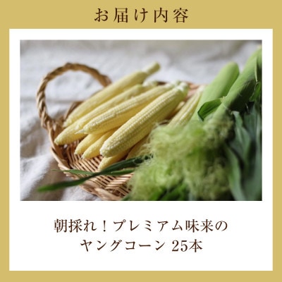 朝採れ!プレミアム味来のヤングコーン25本・S099