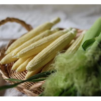 朝採れ!プレミアム味来のヤングコーン50本・S100