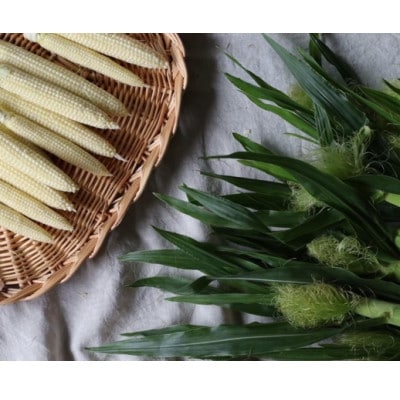 朝採れ!プレミアム味来のヤングコーン50本・S100