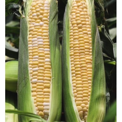朝採れ!とうもろこし2種セット「プレミアム味来&ドルチェ」各5本・S101