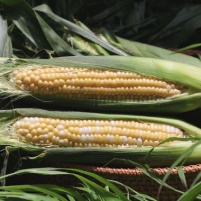 朝採れ!とうもろこし2種セット「プレミアム味来&ドルチェ」各5本・S101