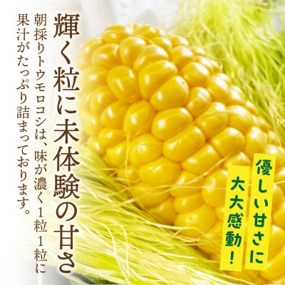 まるで食べるコーンスープ【BIG味来】12本 とうもろこし・H061