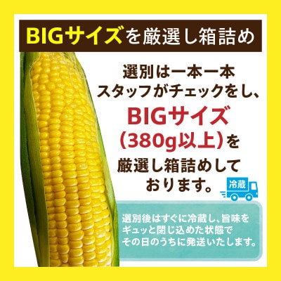 まるで食べるコーンスープ【BIG味来】12本 とうもろこし・H061
