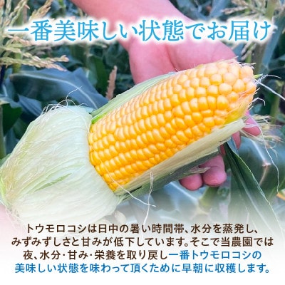 まるで食べるコーンスープ【BIG味来】6本 とうもろこし・H065