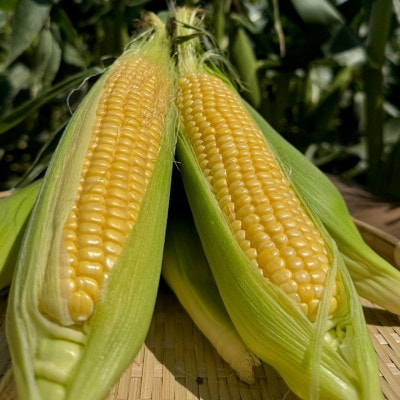 あなたはどっち派!?プレミアム味来 vs ドルチェドリーム 6本(各3本ずつ)・H073