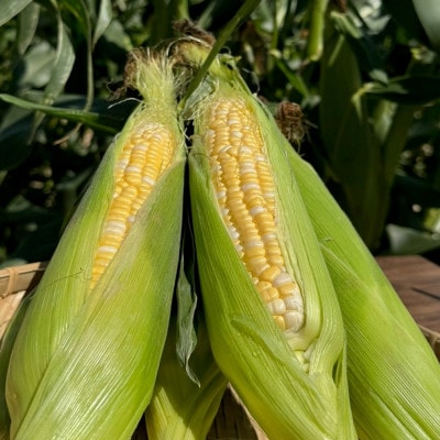 あなたはどっち派!?プレミアム味来 vs ドルチェドリーム 6本(各3本ずつ)・H073