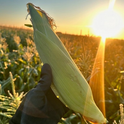 あなたはどっち派!?プレミアム味来 vs ドルチェドリーム 6本(各3本ずつ)・H073