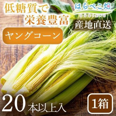 【低糖質で栄養豊富!】ヤングコーン(20本以上入り)1箱・H094
