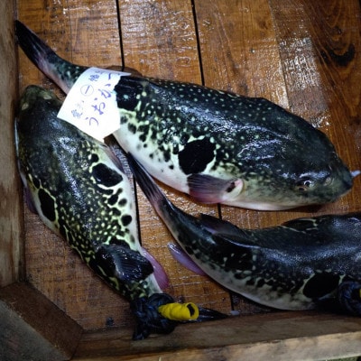 三河産天然トラフグ刺身とヒガンフグたたきの食べ比べセット・U047