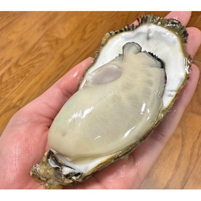 佐久島産天然真牡蠣　参州オイスター　1kg・E029
