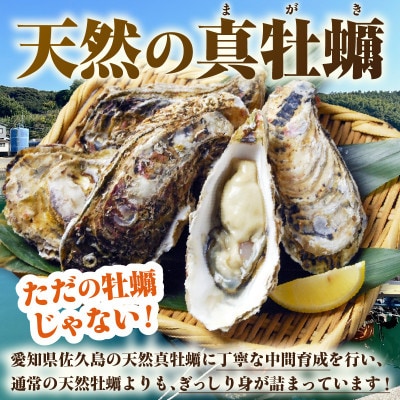佐久島産天然真牡蠣　参州オイスター　1kg・E029