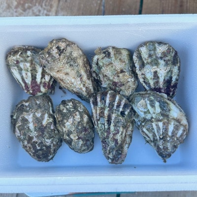 佐久島産天然真牡蠣　参州オイスター　1kg・E029