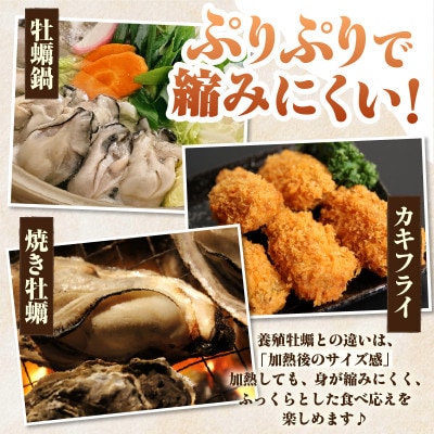 佐久島産天然真牡蠣　参州オイスター　1kg・E029