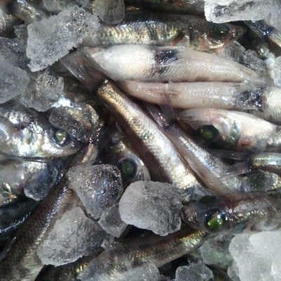 メヒカリ干物詰合せ6ケ・H070