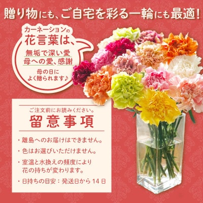 【母の日までにお届け(4/20までに決済完了)】生産者直送　想いを届けるカーネーション花束・T164