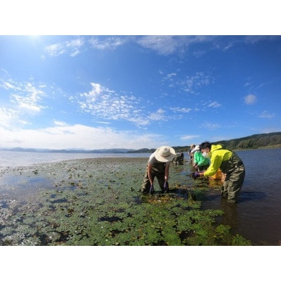 ひし茶 リーフタイプ 200g 猪苗代湖産 福島 菱の実100%使用