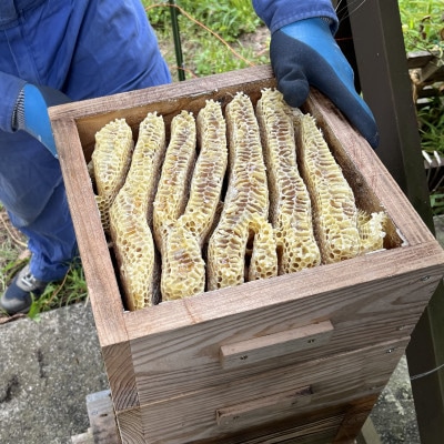 ニホンミツバチのはちみつ|猪苗代町の天然蜂蜜　100g×1瓶