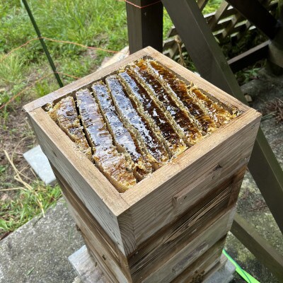 ニホンミツバチのはちみつ|猪苗代町の天然蜂蜜　50g×1瓶