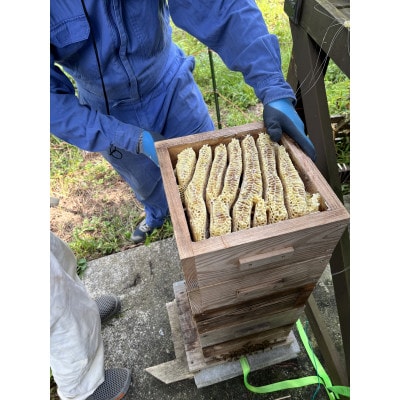 ニホンミツバチのはちみつ|猪苗代町の天然蜂蜜　50g×1瓶
